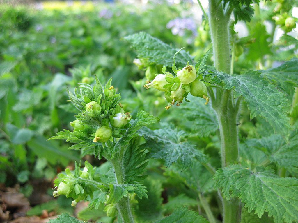 Voorjaarshelmkruid - Scrophularia vernalis : Zakje