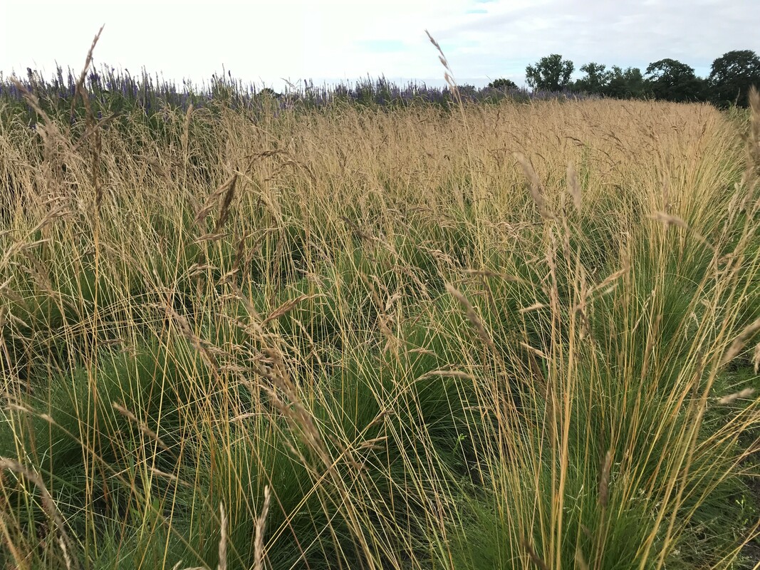 Rood zwenkgras - Festuca rubra : Zakje