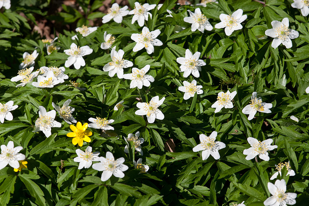 Bosanemoon - Anemone nemorosa : Zakje