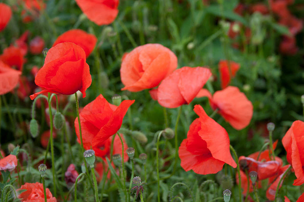 Grote klaproos - Papaver rhoeas : Zakje