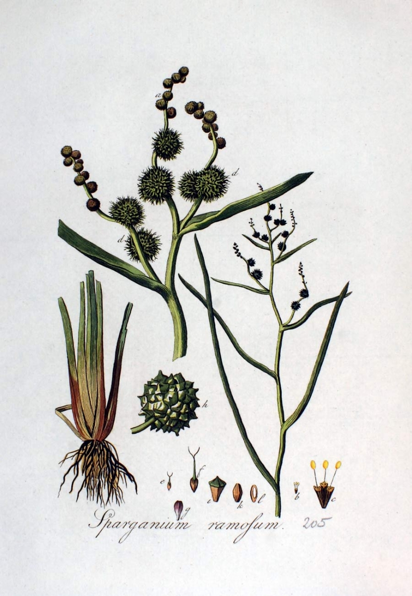 Grote egelskop - Sparganium erectum : Plant in P9 pot