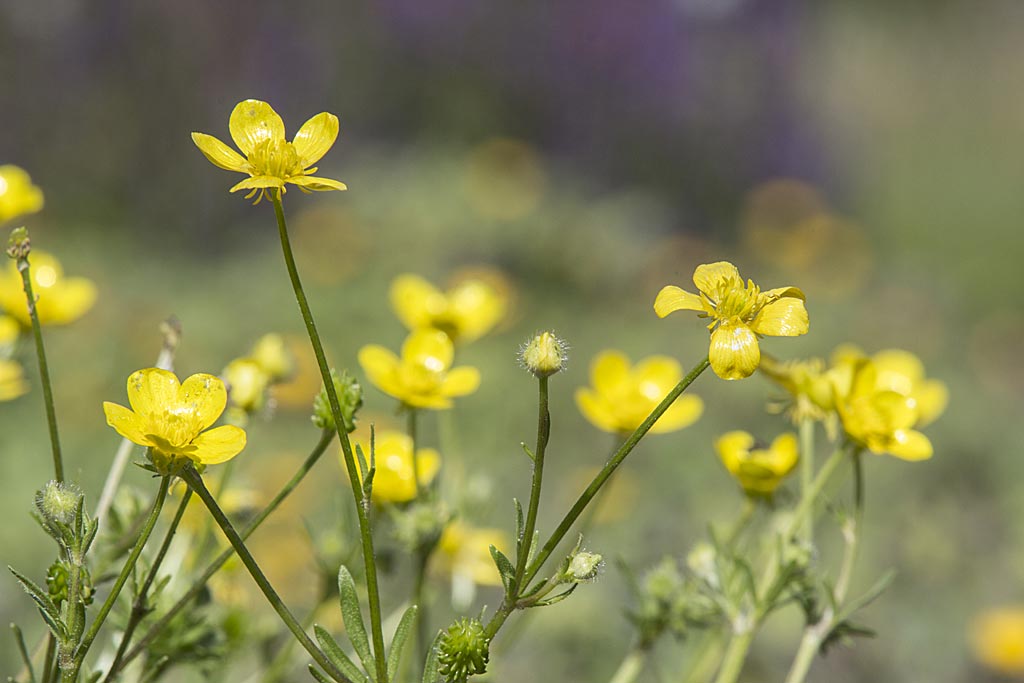 Behaarde boterbloem - Ranunculus sardous : Zakje