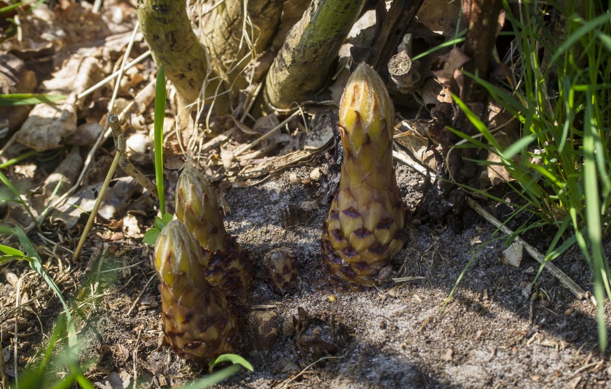 Grote bremraap - Orobanche rapum-genistae : Losse grammen