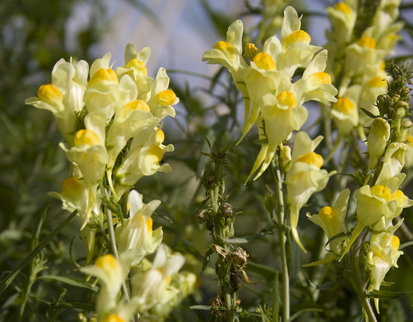 Vlasbekje - Linaria vulgaris : Zakje