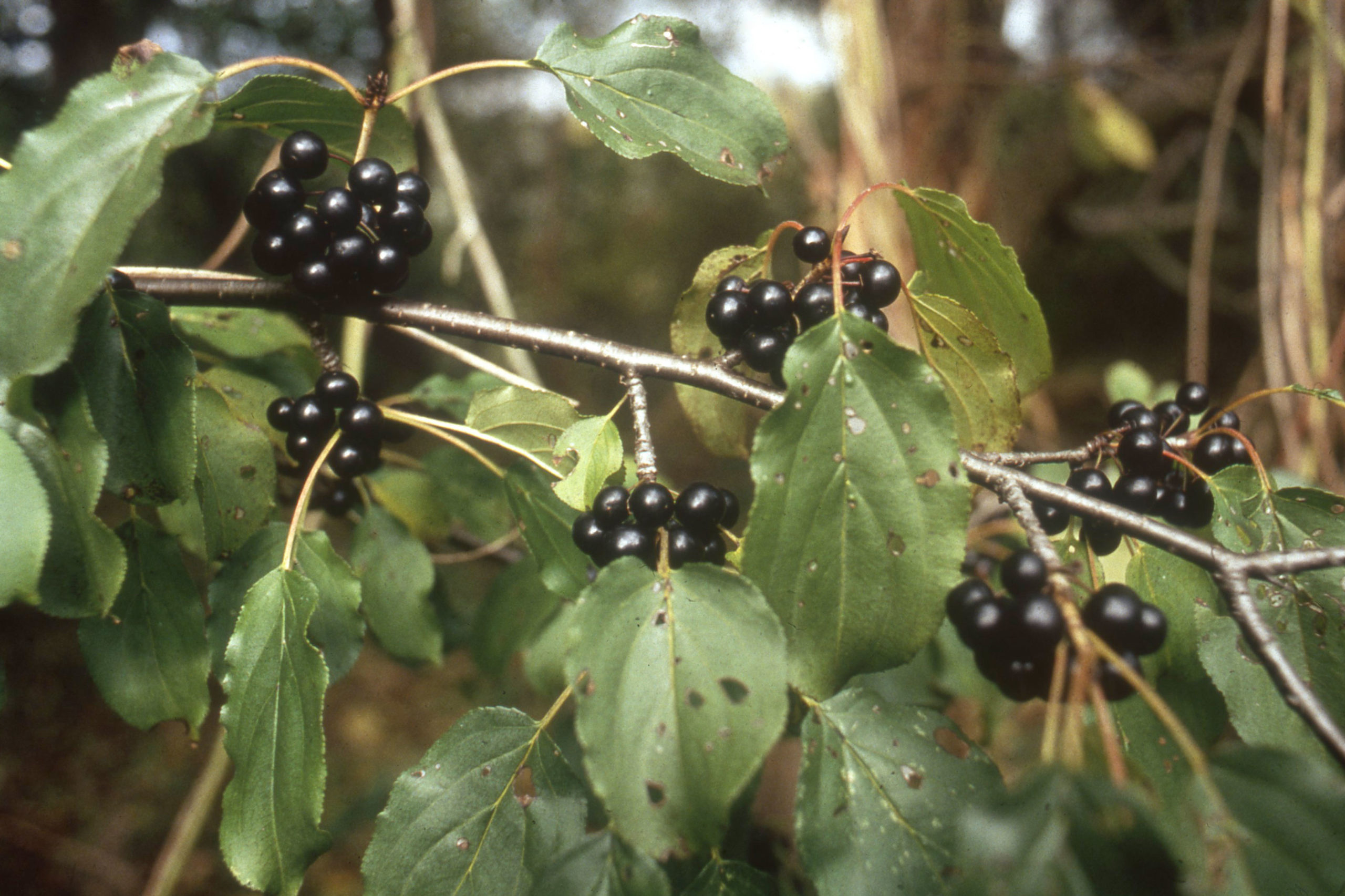 Wegedoorn - Rhamnus catharticus : Los stuk wortelgoed