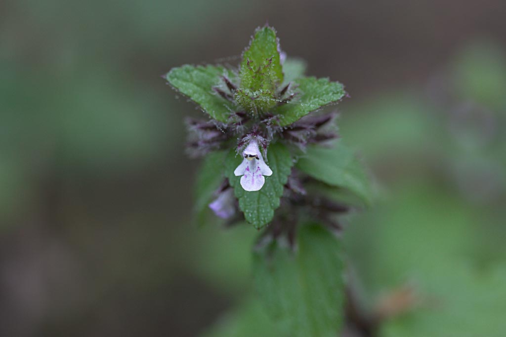 Akkerandoorn - Stachys arvensis : Losse grammen