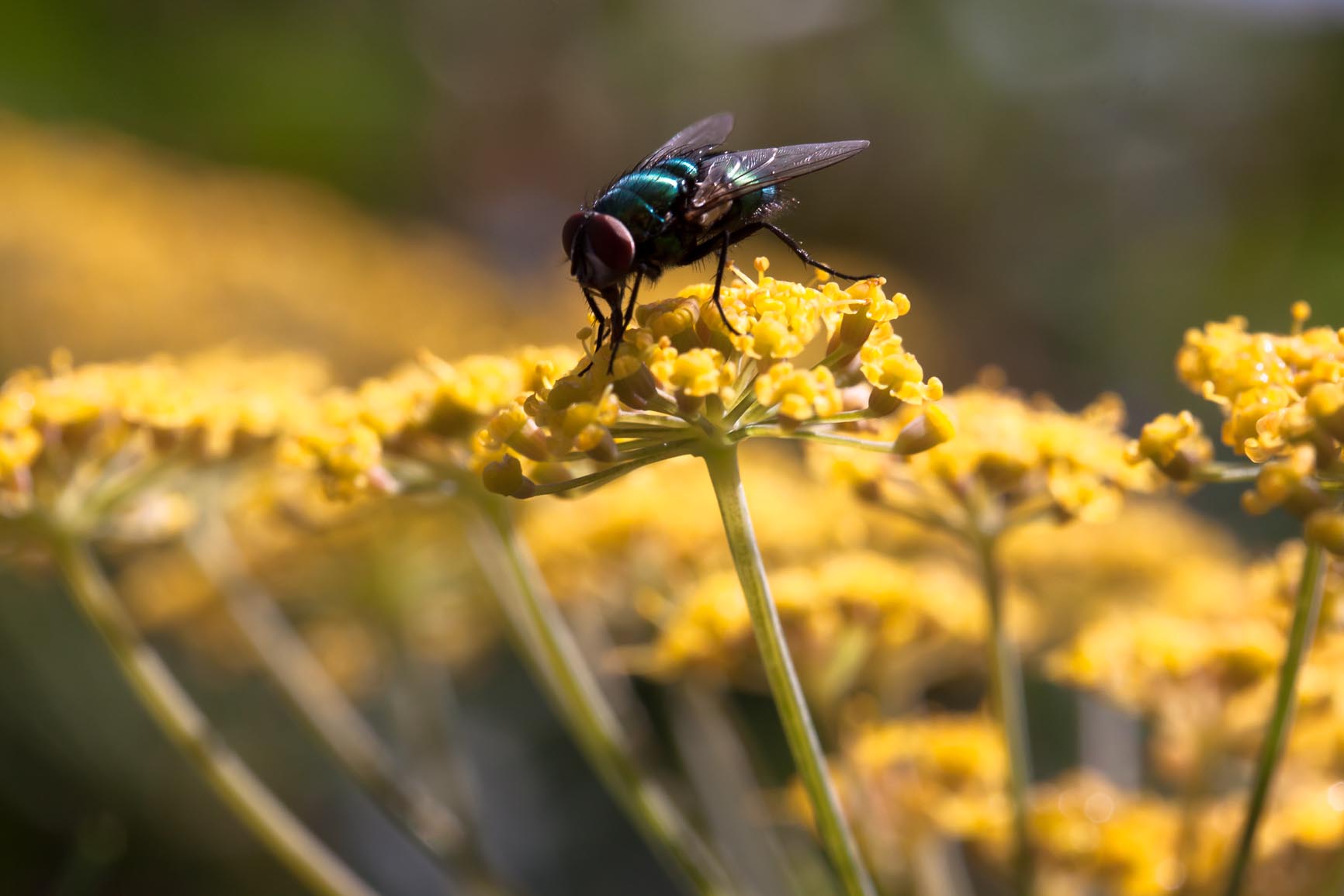 Venkel - Foeniculum vulgare : Zakje