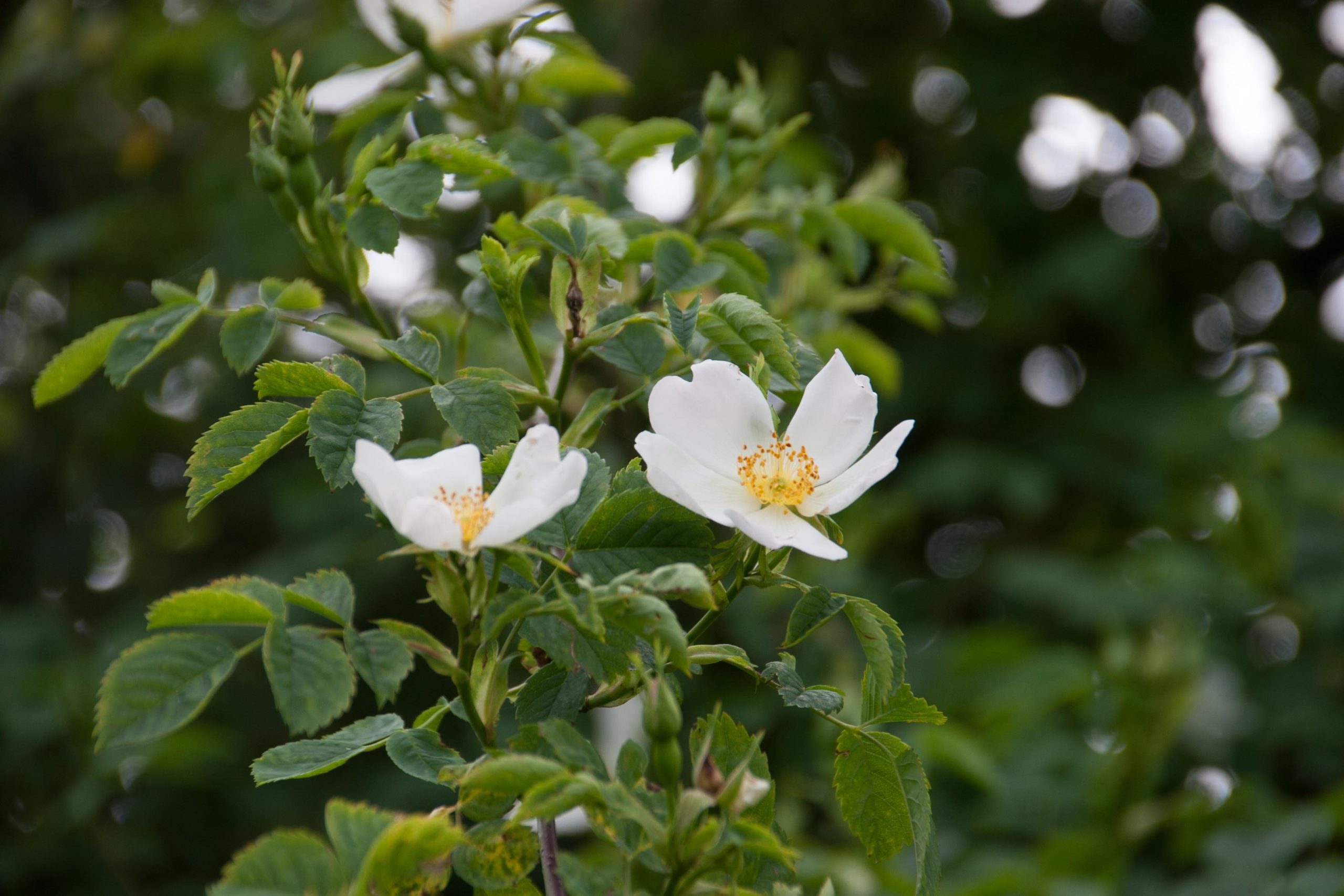 Bosroos - Rosa arvensis : Plant in C3 liter pot