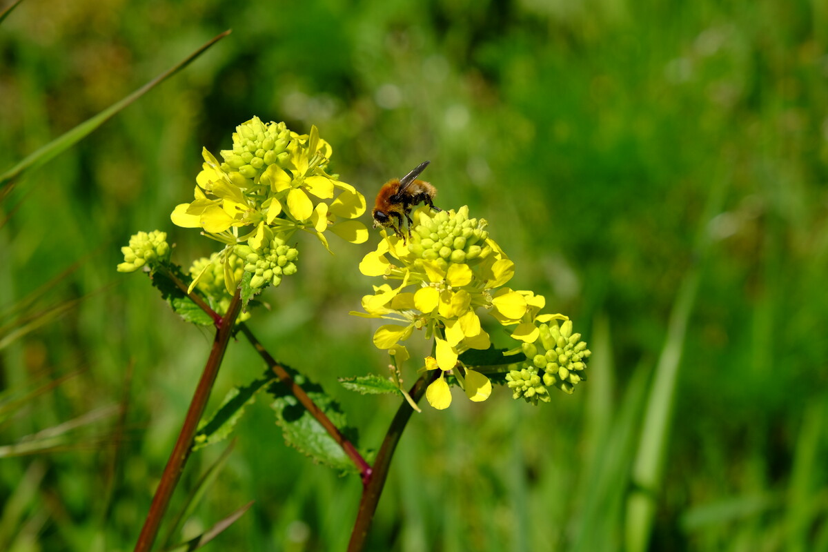 Herik - Sinapis arvensis : Losse grammen