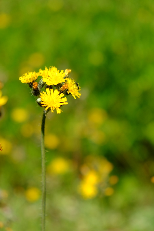 Weidehavikskruid - Pilosella caespitosa : Losse grammen