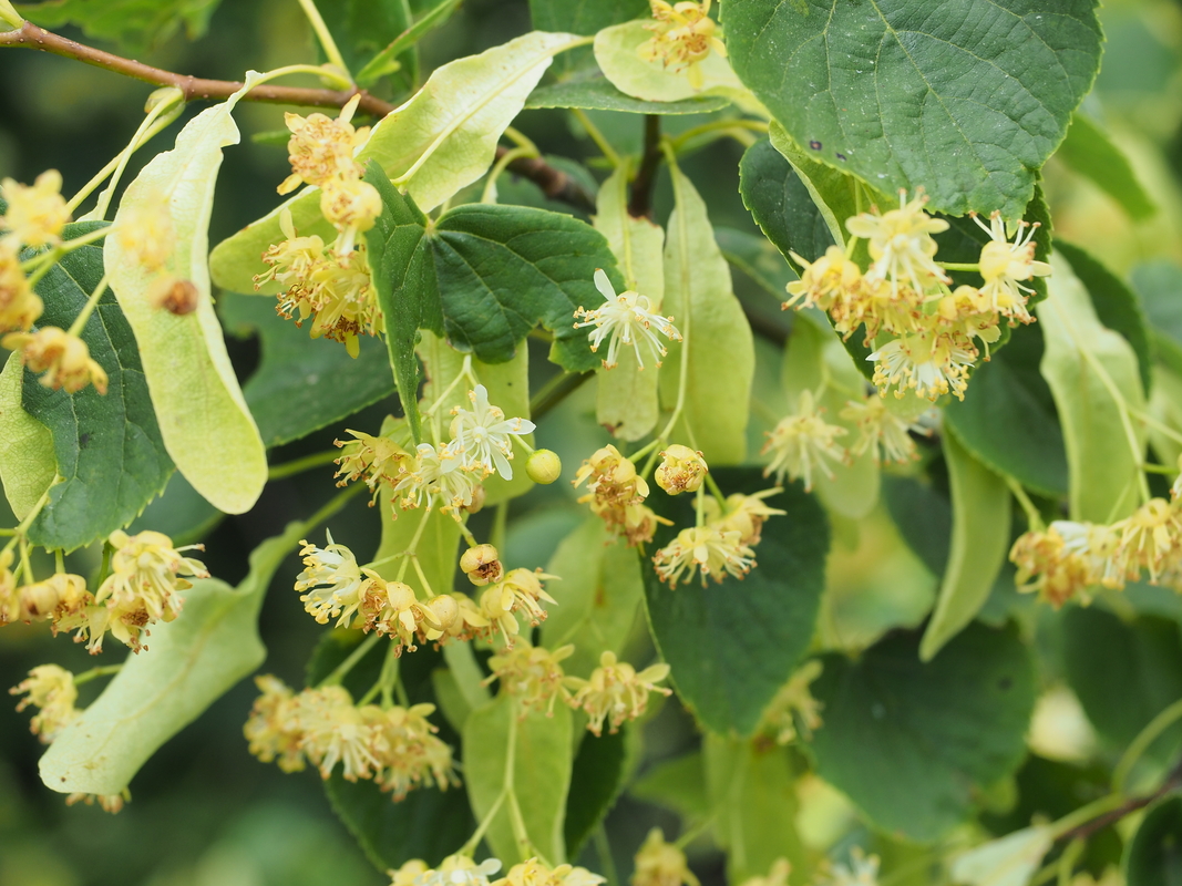 Kleinbloemige roos - Rosa micrantha : Plant in C3 liter pot