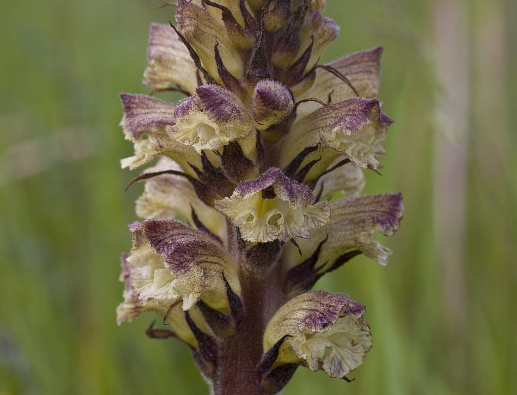 Distelbremraap - Orobanche reticulata : Losse grammen