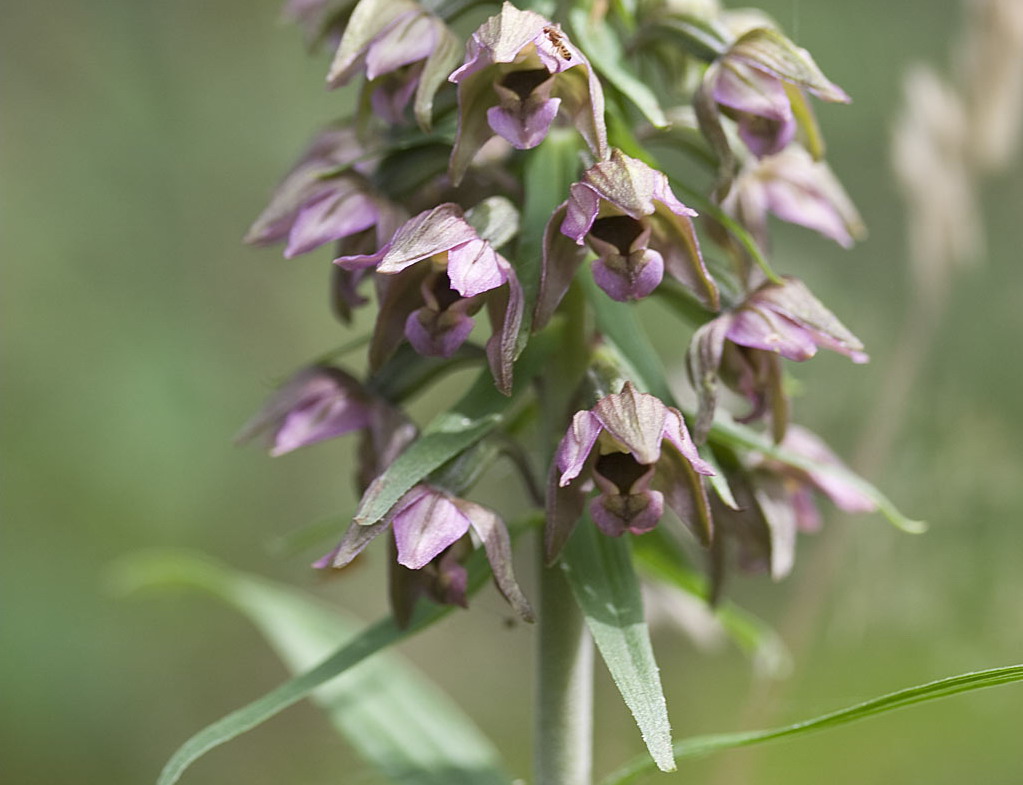 Brede wespenorchis - Epipactis helleborine subsp. helleborine : Losse grammen