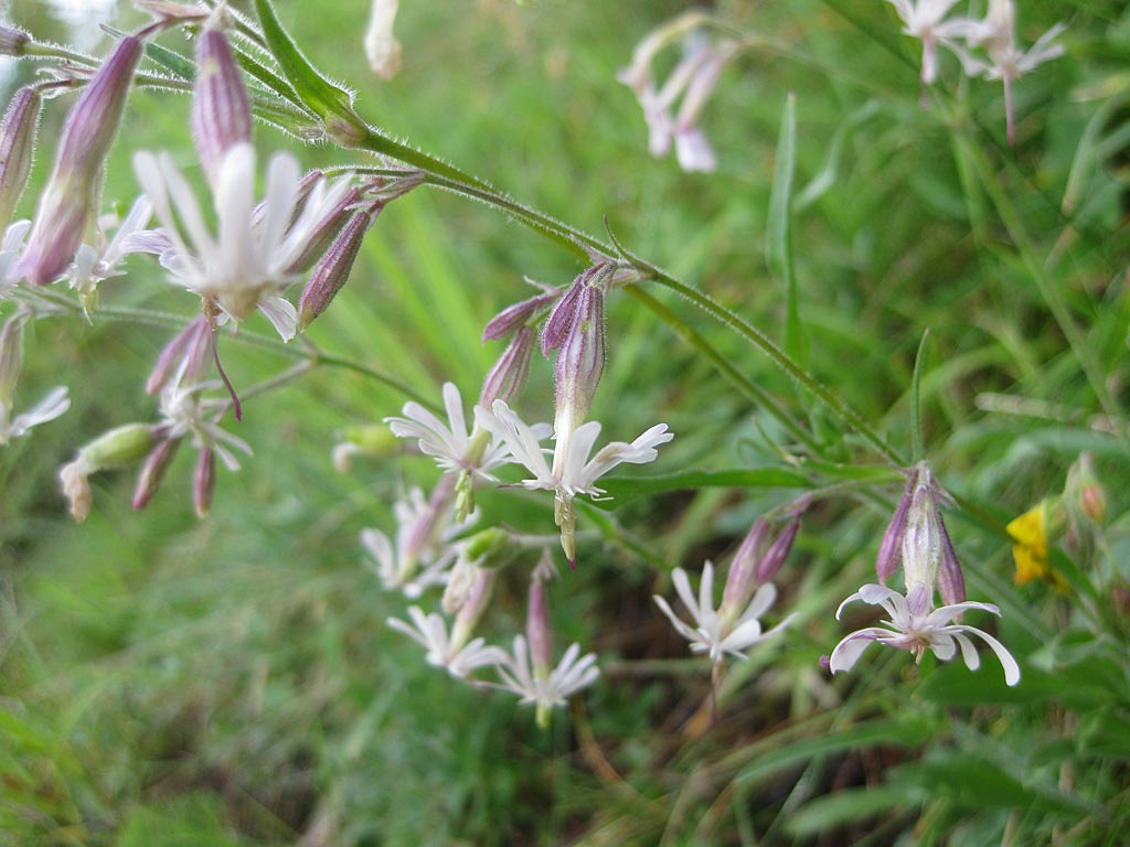 Nachtsilene - Silene nutans : Zakje