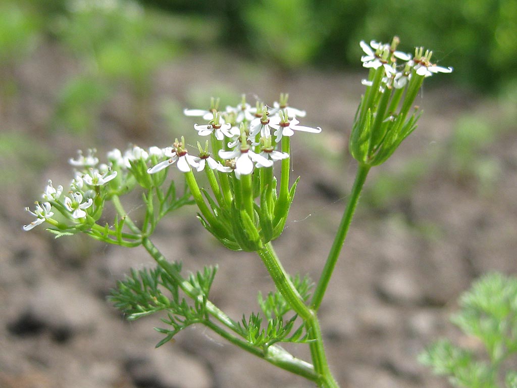 Naaldenkervel - Scandix pecten-veneris : Zakje