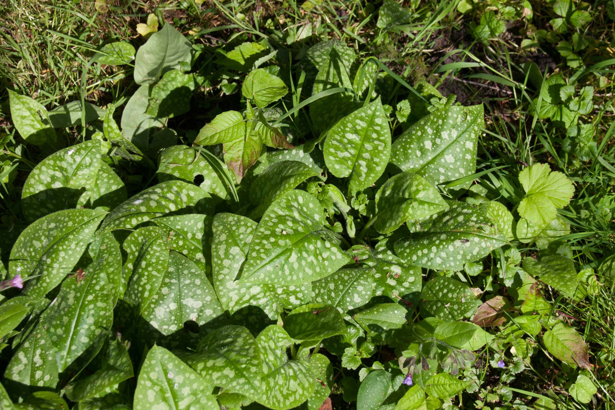 Gevlekt longkruid - Pulmonaria officinalis : Plant in P9 pot