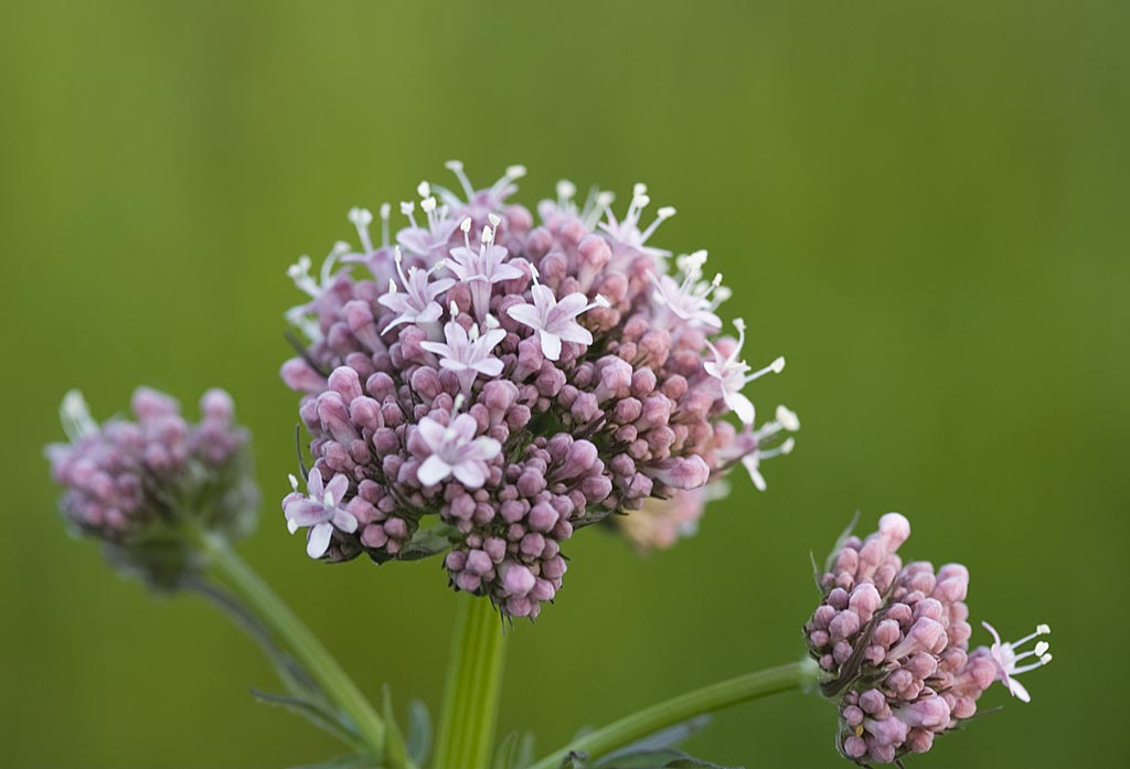 Echte valeriaan - Valeriana officinalis : Plant in P9 pot