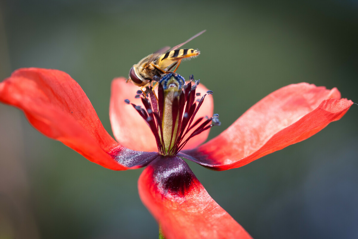 Ruige klaproos - Papaver argemone : Losse grammen