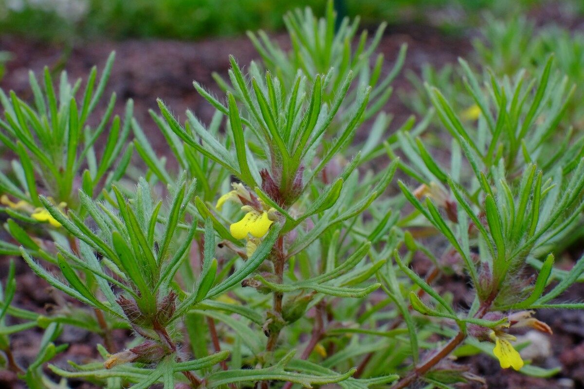 Akkerzenegroen - Ajuga chamaepitys : Zakje