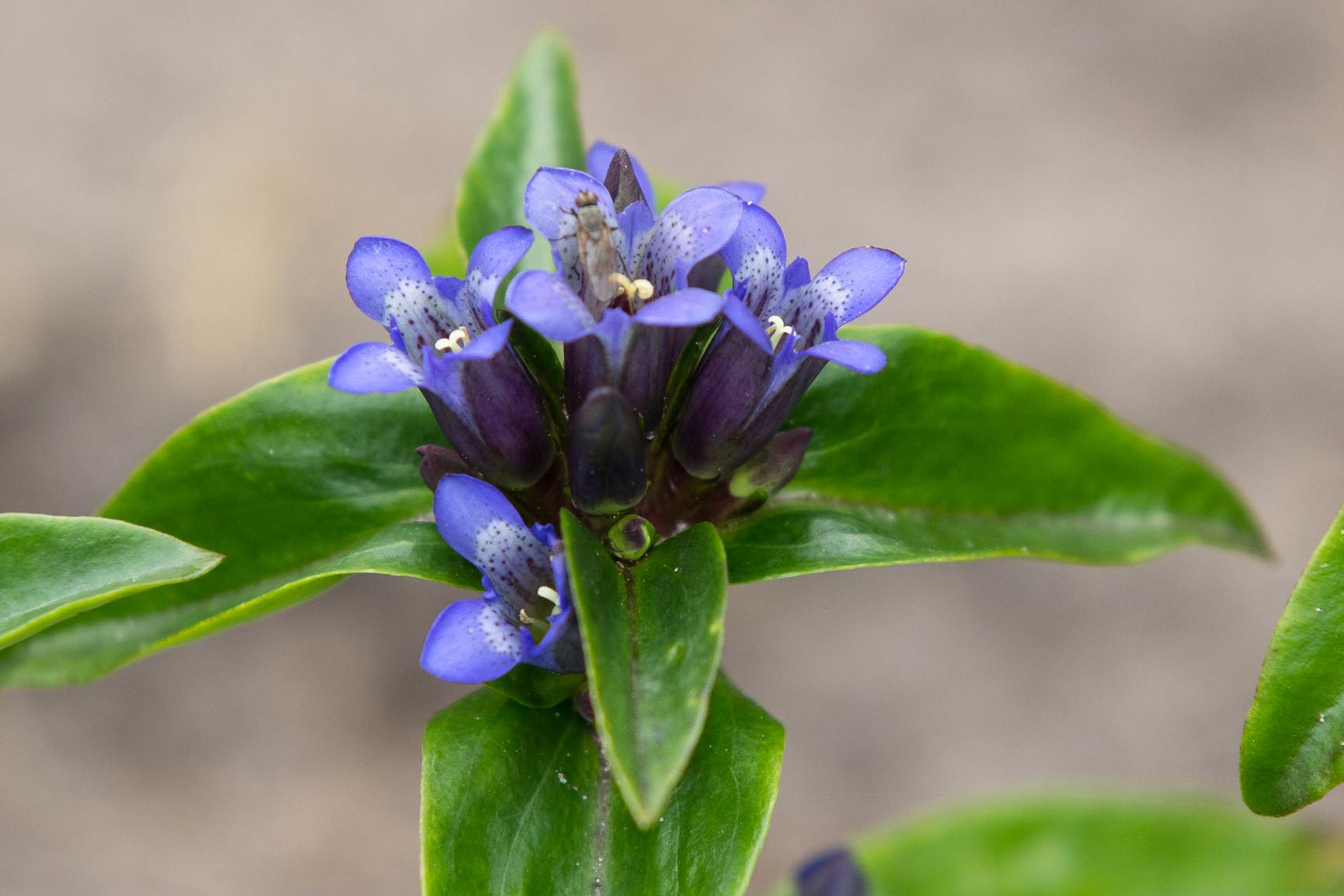 Kruisbladgentiaan - Gentiana cruciata : Zakje