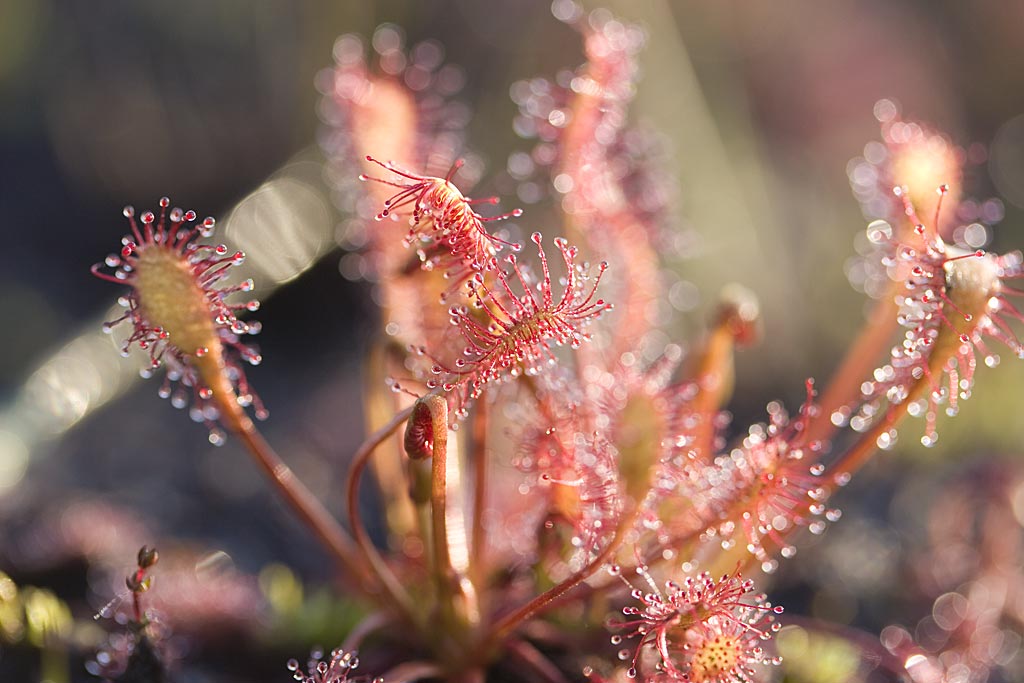 Kleine zonnedauw - Drosera intermedia : Losse grammen