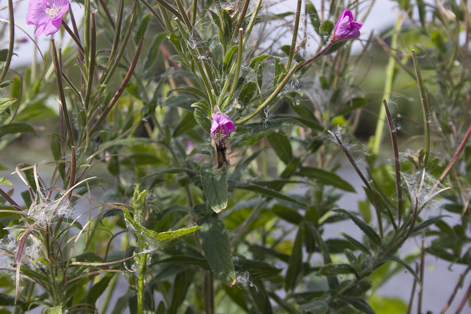 Harig wilgenroosje - Epilobium hirsutum : Zakje Harig wilgenroosje - Epilobium hirsutum : Zakje