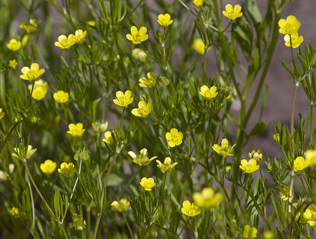 Akkerboterbloem - Ranunculus arvensis : Losse grammen