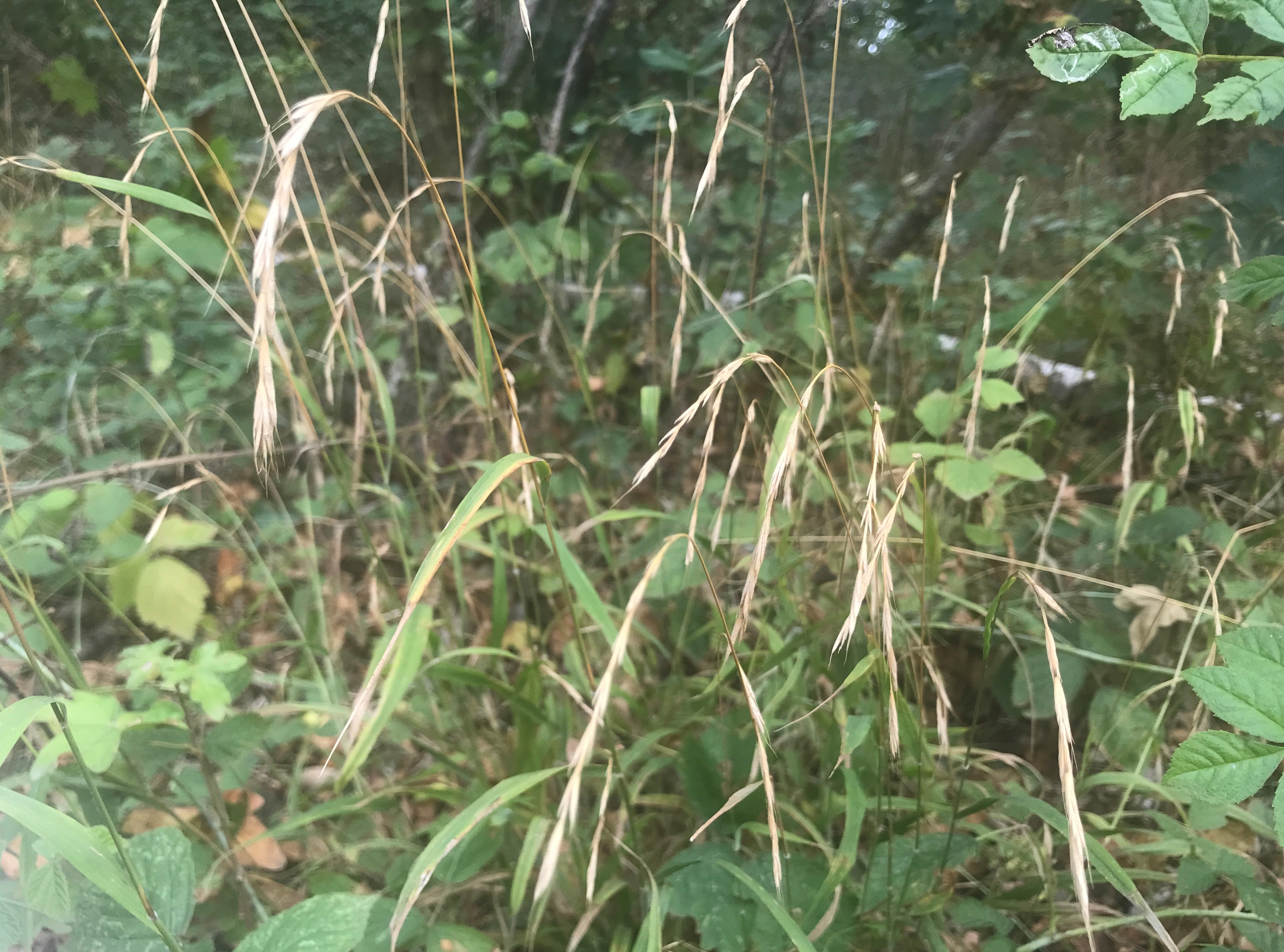 Boskortsteel - Brachypodium sylvaticum : Losse grammen