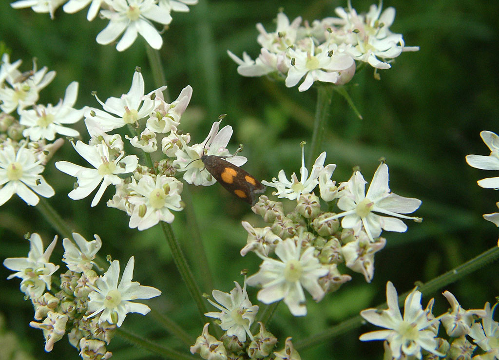 Gewone berenklauw - Heracleum sphondylium subsp. sphondylium : Plant in P9 pot