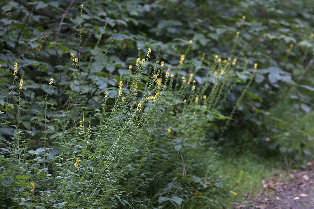 Welriekende agrimonie - Agrimonia procera : Losse grammen