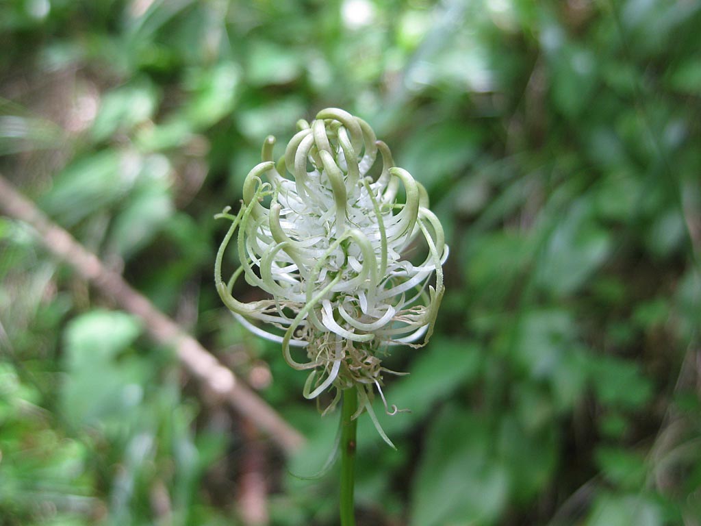 Witte rapunzel - Phyteuma spicatum : Plant in P9 pot