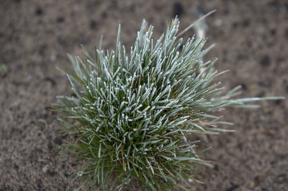 Vroege haver - Aira praecox : Zakje Vroege haver - Aira praecox : Zakje