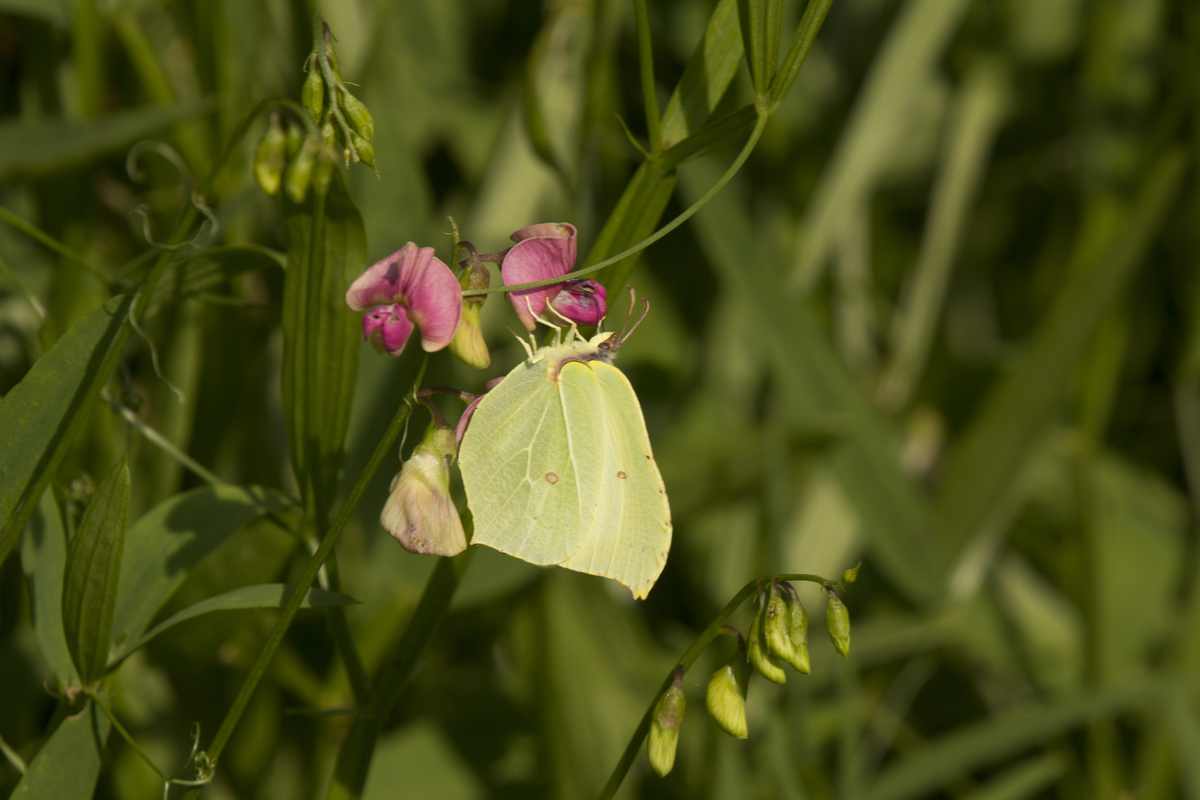 Plantpakket Schaduw Hoeckje