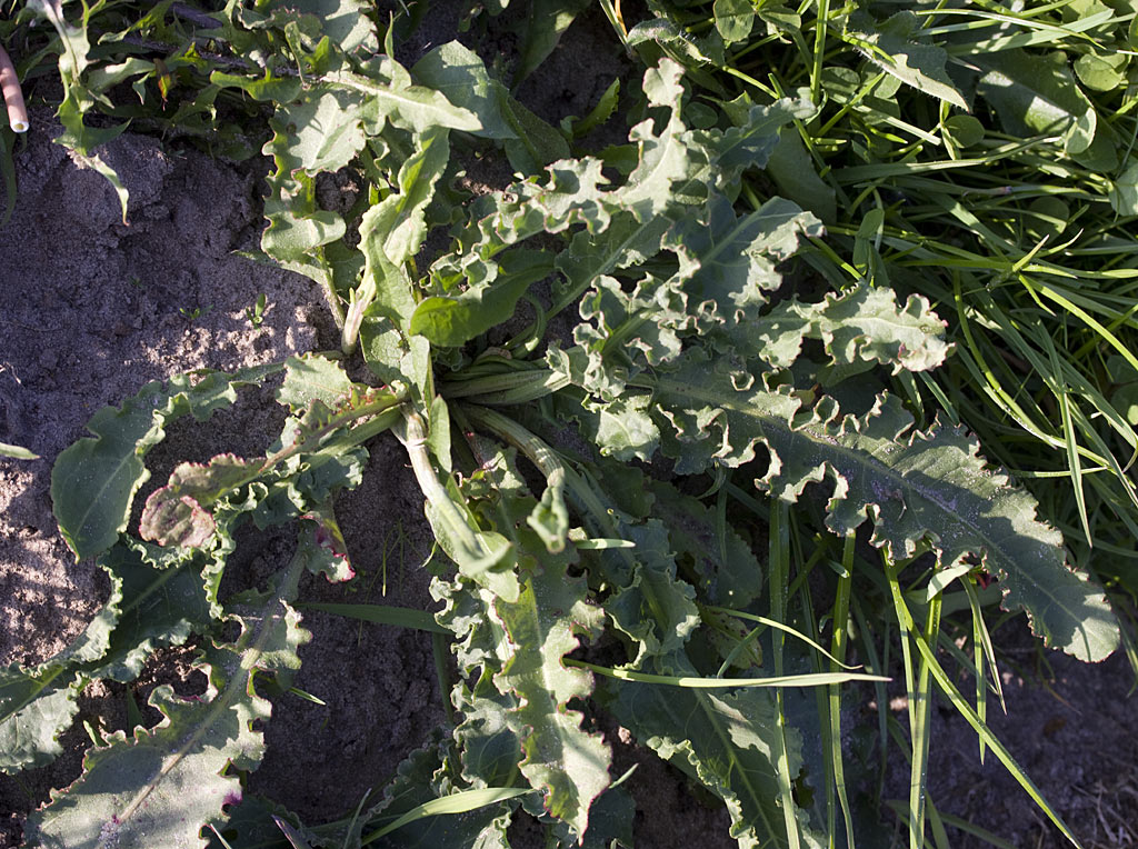 Krulzuring - Rumex crispus : Losse grammen