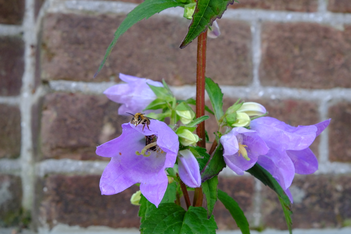 Plantpakket Schaduw Hoeckje