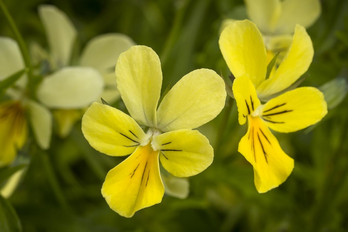 Zinkviooltje - Viola lutea subsp. calaminaria : Zakje