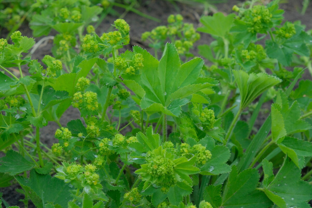 Kale vrouwenmantel - Alchemilla glabra : Plant in P9 pot
