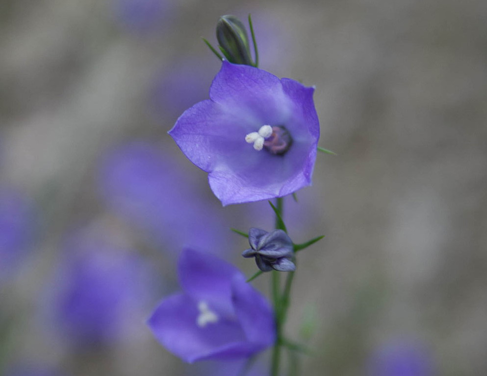 Grasklokje - Campanula rotundifolia : Plant in P9 pot