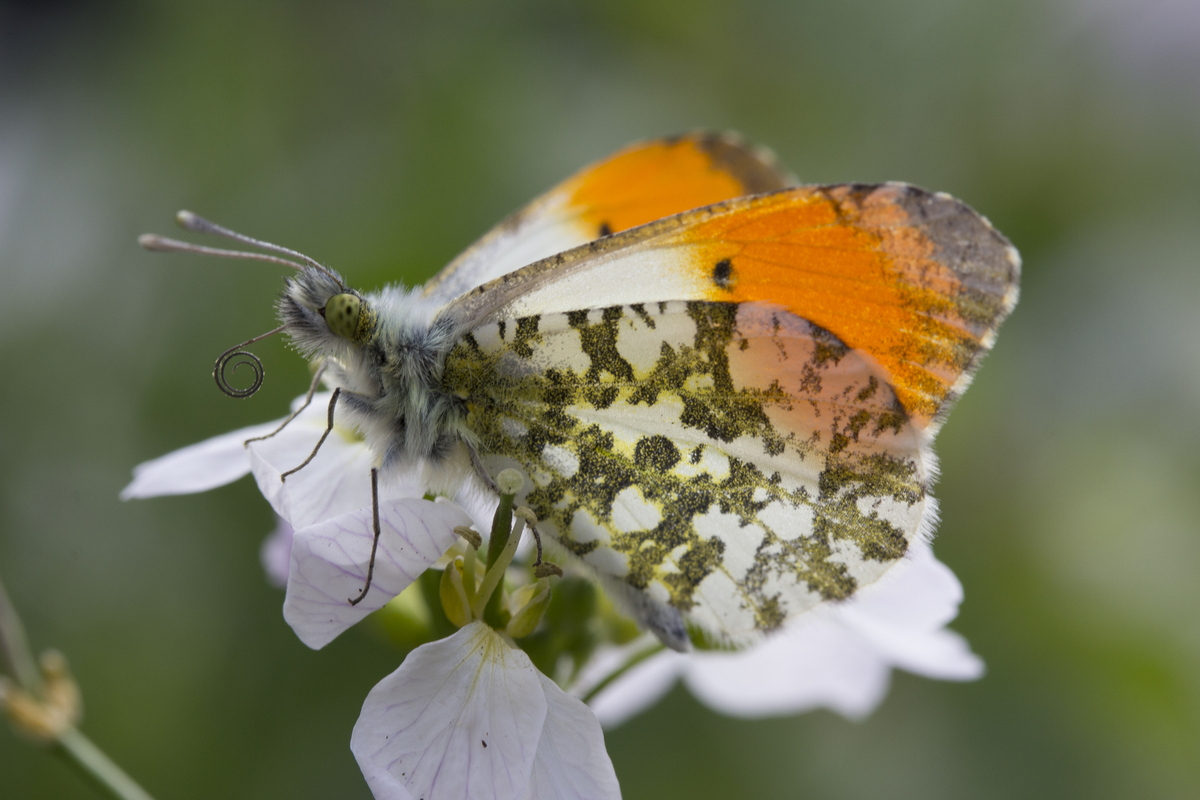 Tuiny Poel moeraszone, i.s.m. IVN natuureducatie