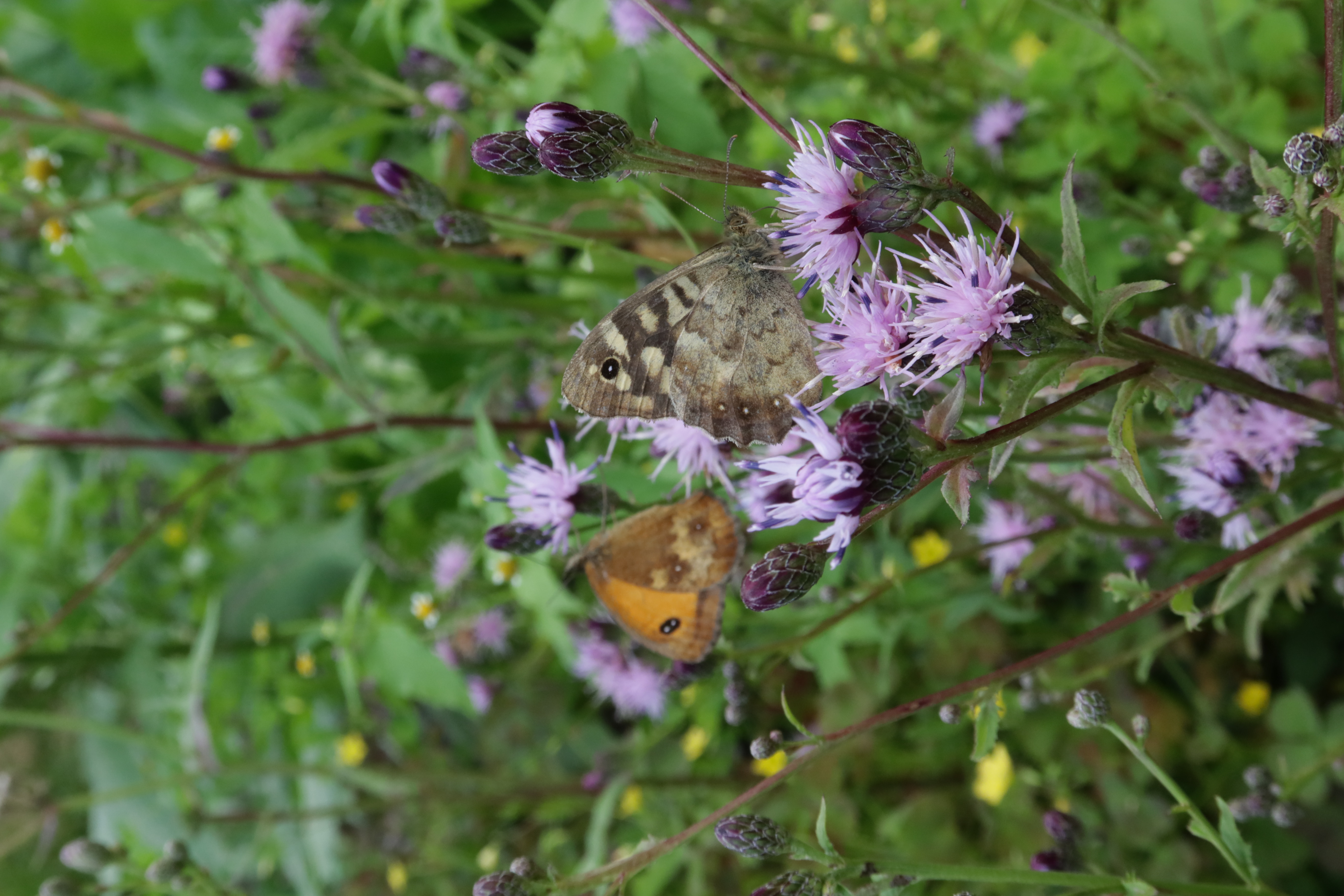 Zaagblad - Serratula tinctoria : Losse grammen