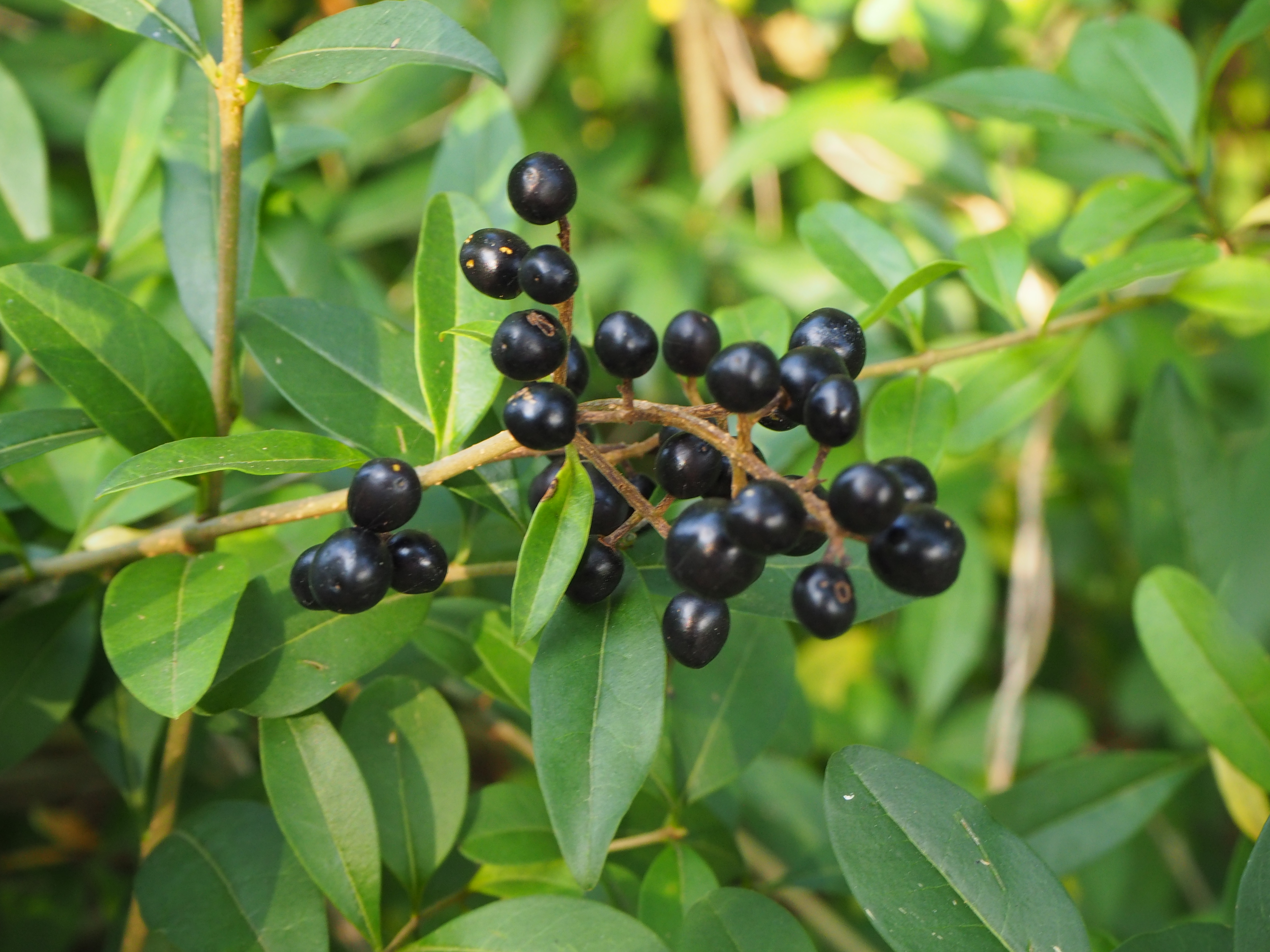 Wilde liguster - Ligustrum vulgare : Los stuk wortelgoed