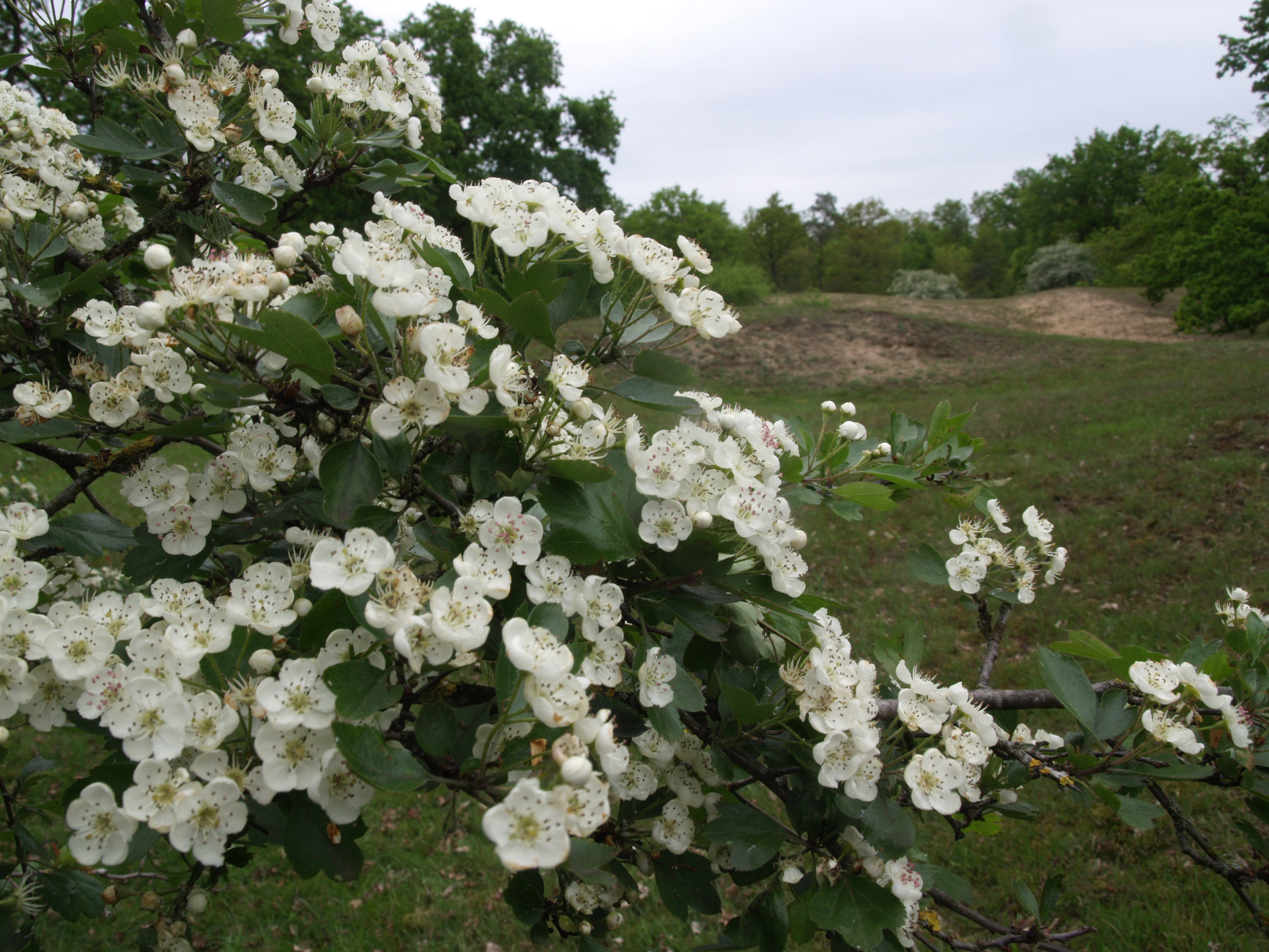 Tweestijlige meidoorn - Crataegus laevigata : Plant in C3 liter pot