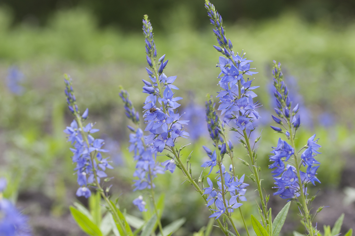 Brede ereprijs - Veronica austriaca subsp. teucrium : Plant in P9 pot