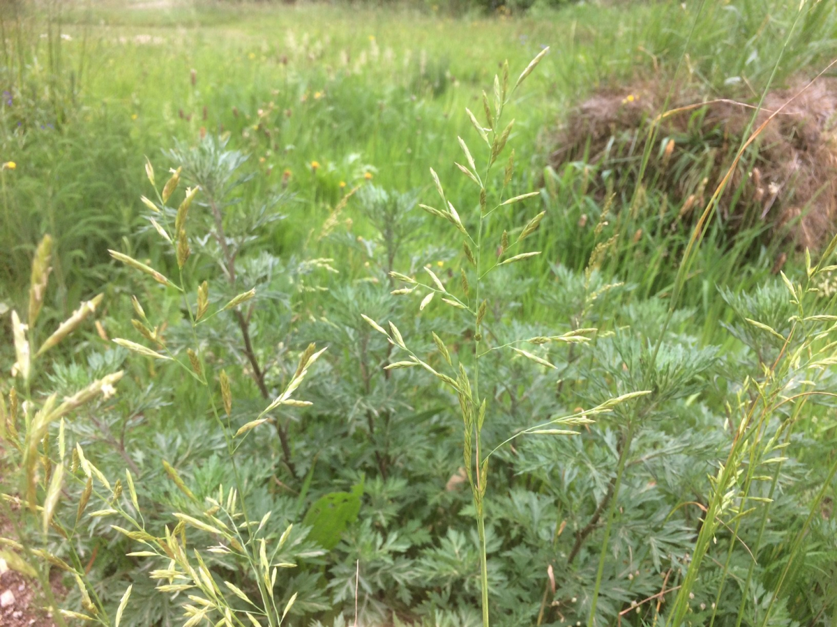 Beemdlangbloem - Schedonorus pratensis : Losse grammen