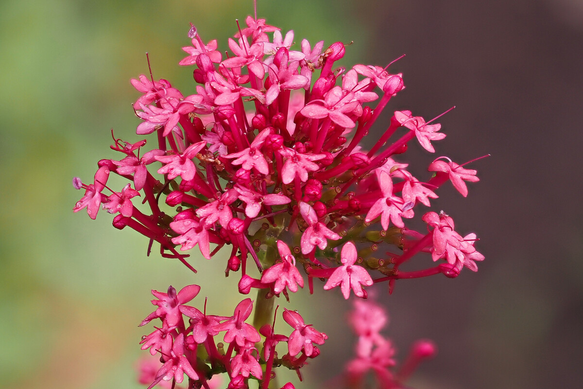Spoorbloem - Centranthus ruber : Plant in P9 pot