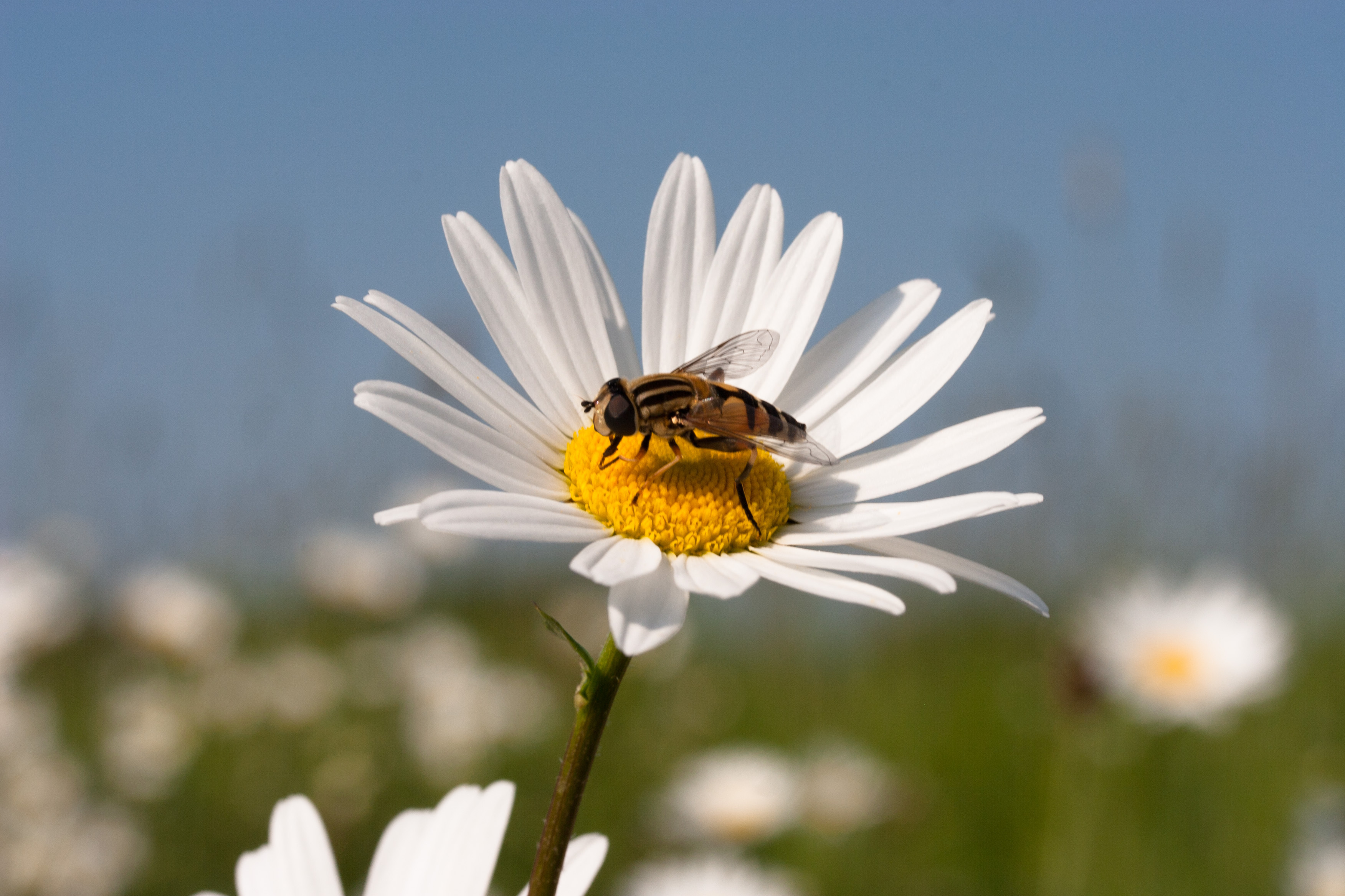 Plantpakket Zweefvliegen Hoeckje