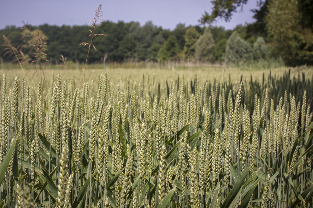 Wintertarwe - Triticum aestivum : kilo