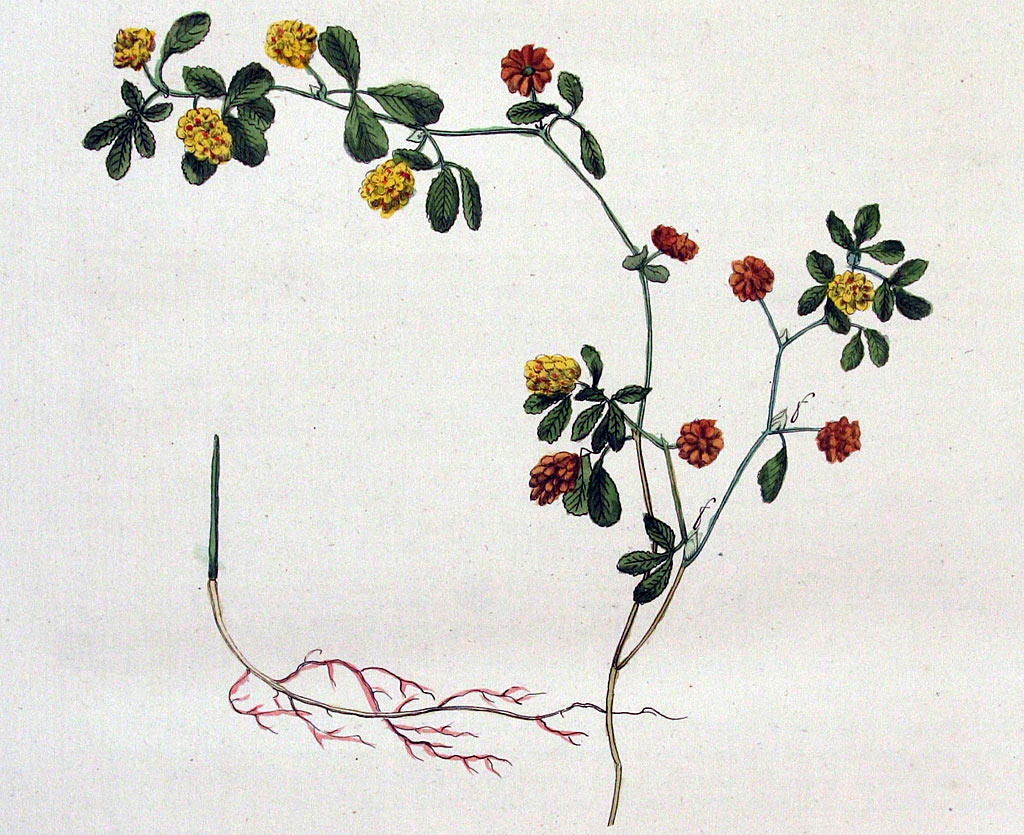 Liggende klaver - Trifolium campestre : Losse grammen