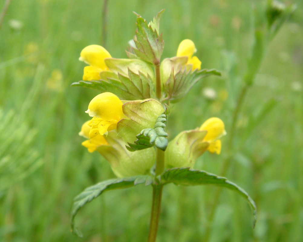 Kleine ratelaar - Rhinanthus minor : Losse grammen