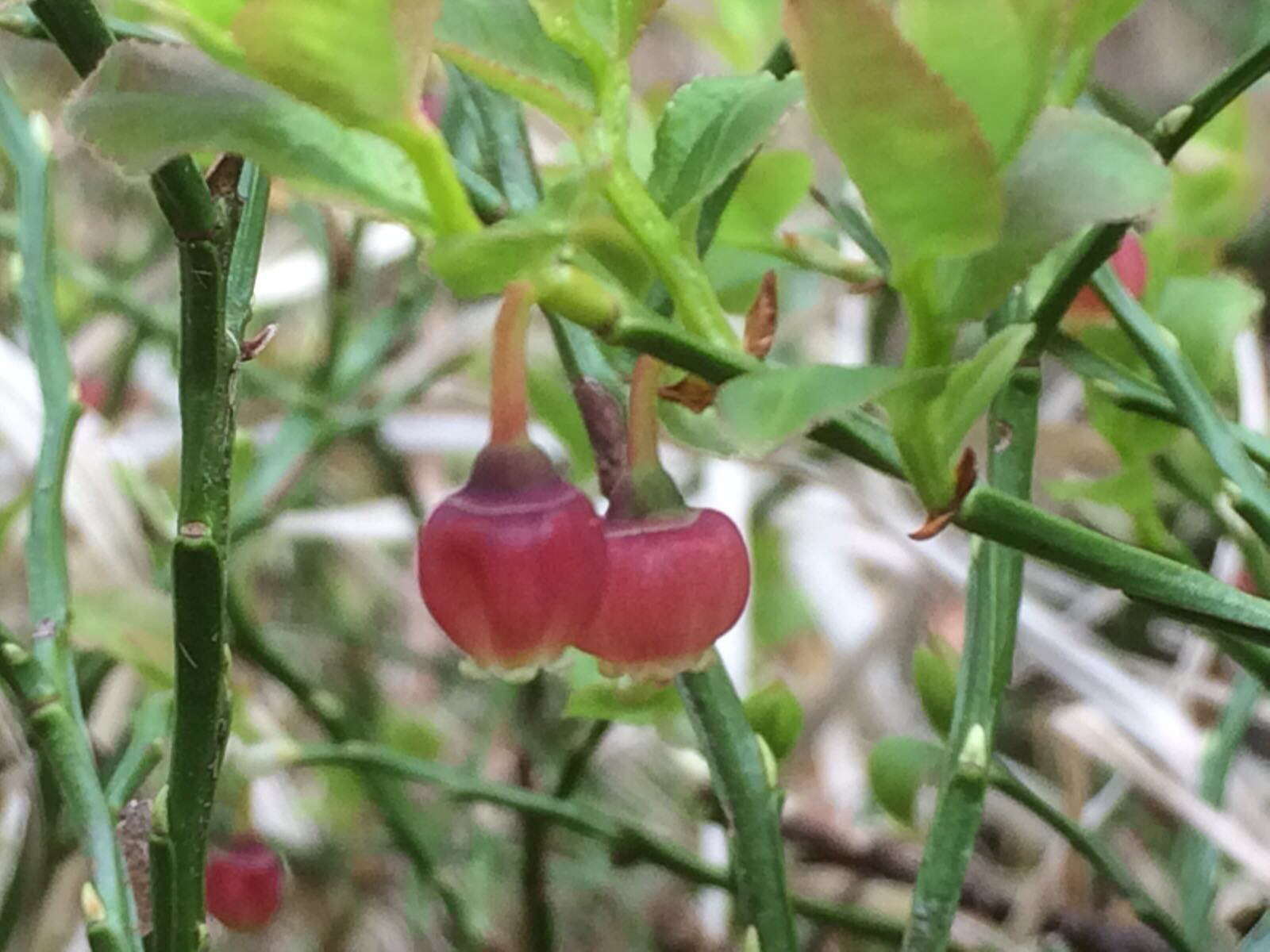 Blauwe bosbes - Vaccinium myrtillus : Plant in P11 pot